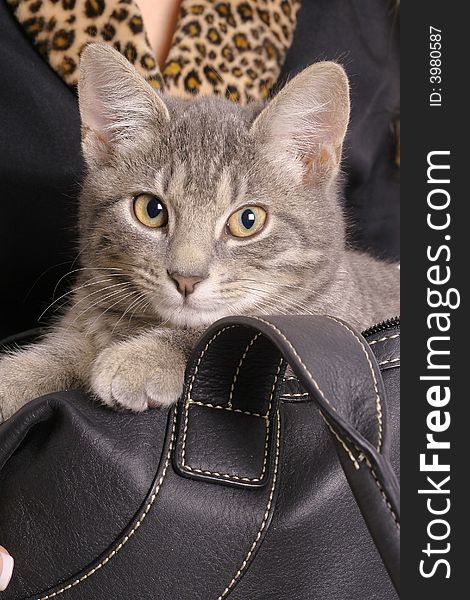 Shot of a kitten in bag with fur