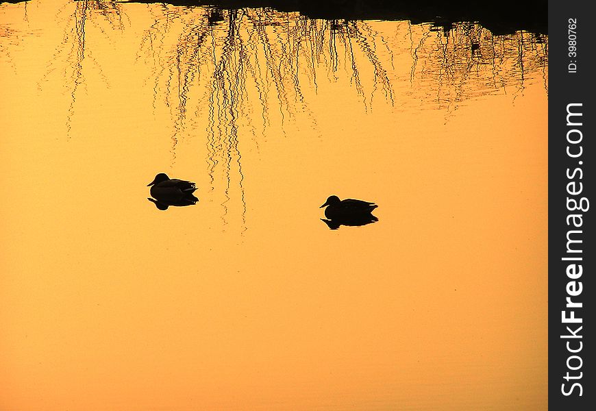 The reflex of two ducks