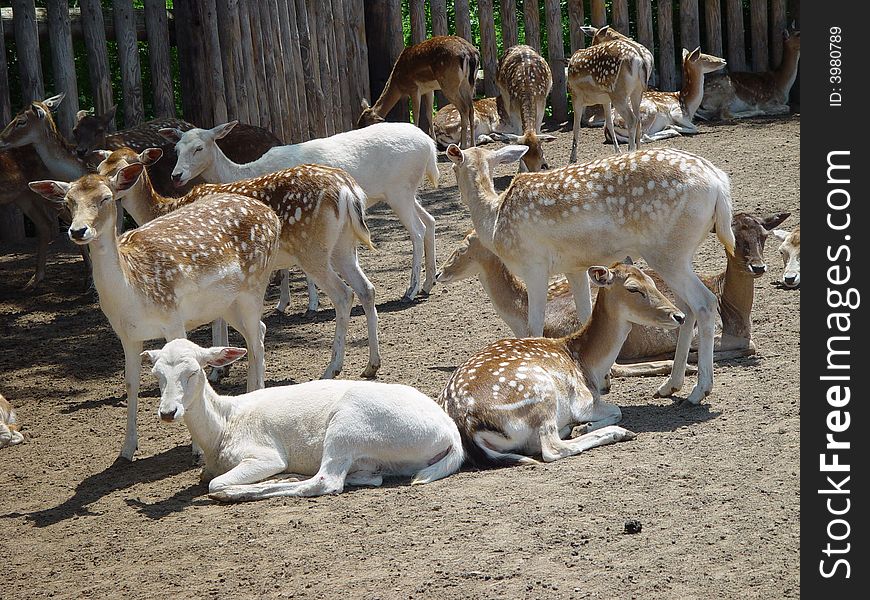 Crowd of dear focusing on a white and brown deer. Crowd of dear focusing on a white and brown deer
