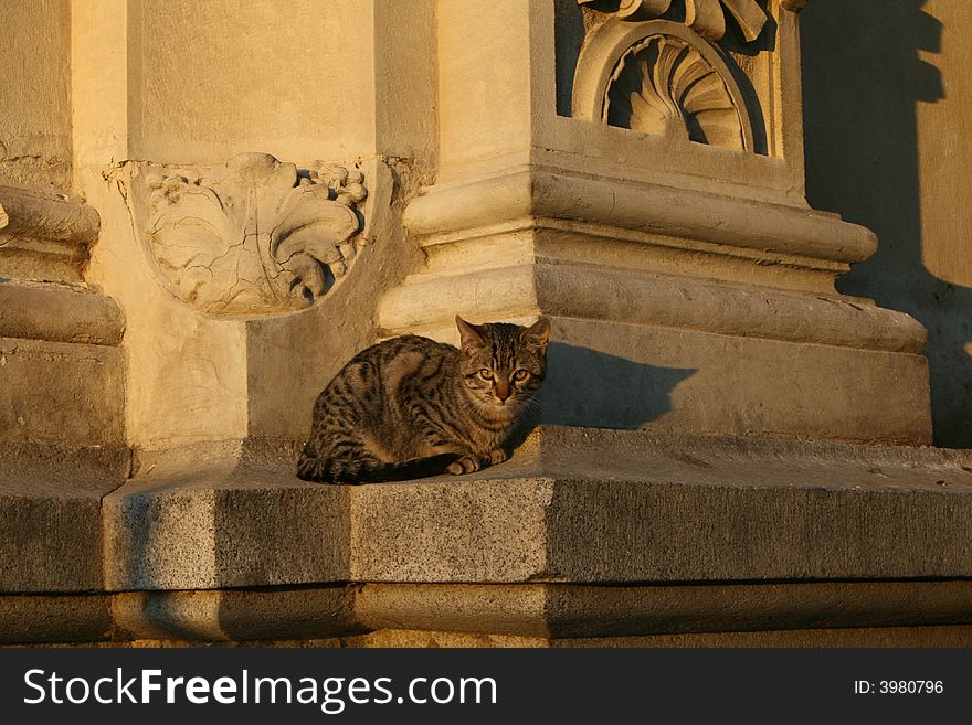 A cat sitting on a classic monument. A cat sitting on a classic monument