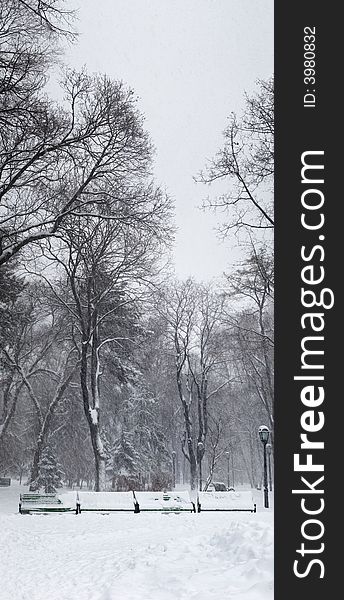 Heavy snowstorm in the park. vertical panorama made from 8 images.