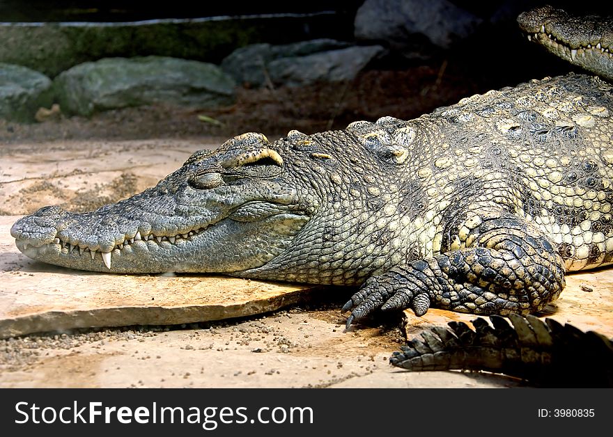 Siam Crocodile 12