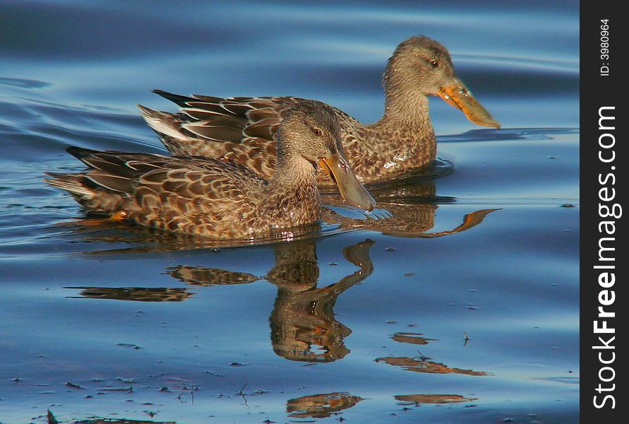 A pair of female Shovelers, showing off the hooters that distinguish them. A pair of female Shovelers, showing off the hooters that distinguish them.