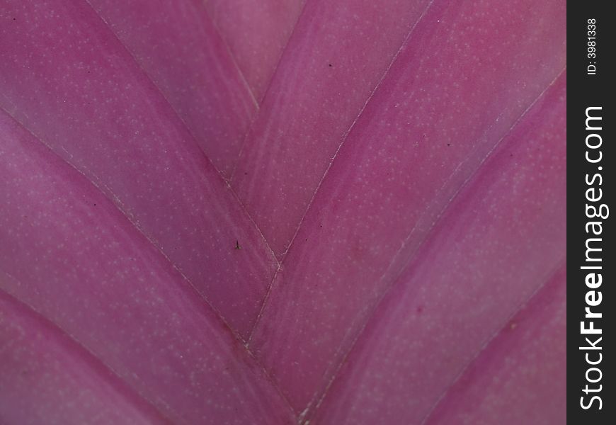 Detail of the blossom of Tillandsia cyanea. Detail of the blossom of Tillandsia cyanea