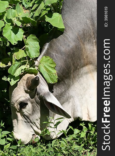 An ox grazing in the bushes