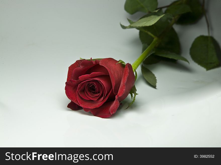 Valentine Rose