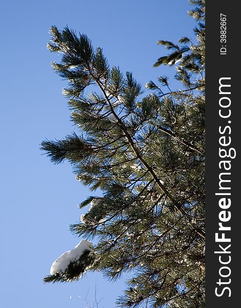 Detail of pines trees, winter season, vertical orientation