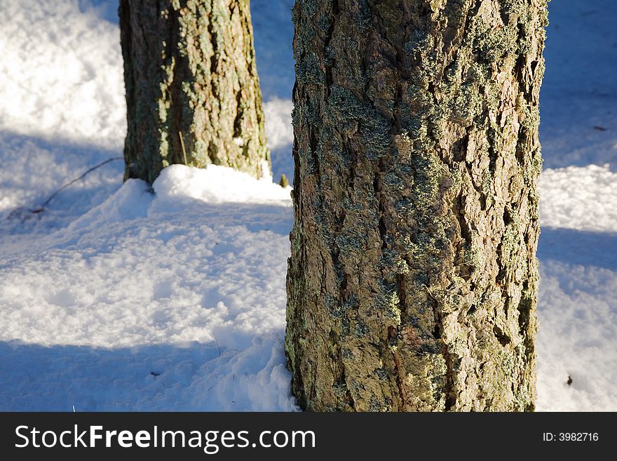 Pine trunks detail