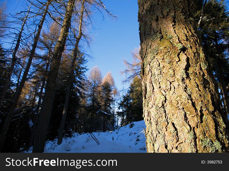 Pine trunk details, winter season, horizontal orientation