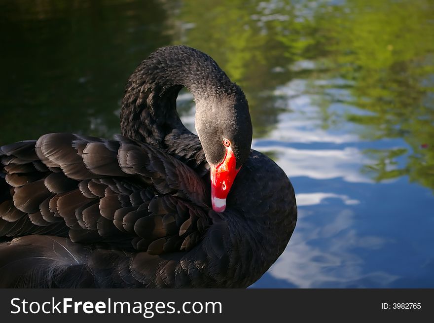 Black swan grooming its feathers by water edge. Black swan grooming its feathers by water edge