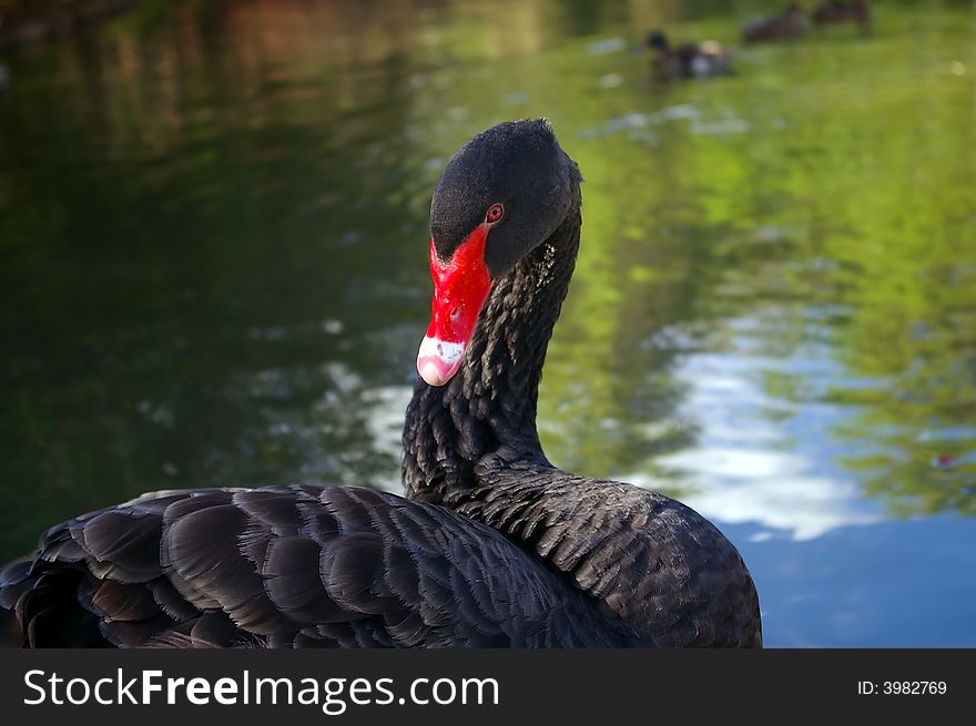 Black swan grooming feathers by water