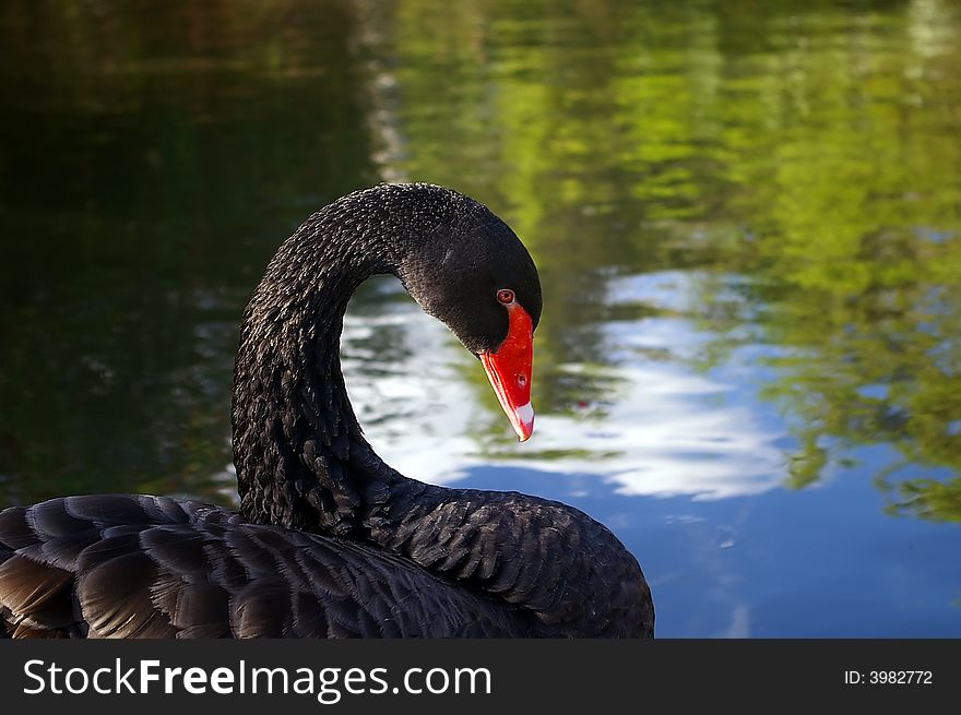 Black Swan Grooming Feathers By Water