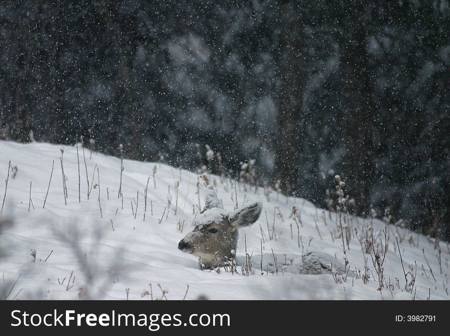 Young mule deer doe laying down in deep snow with snow falling and covering deer. Young mule deer doe laying down in deep snow with snow falling and covering deer