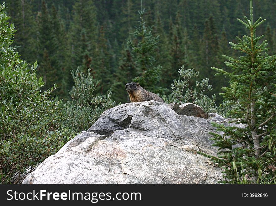 A yellow-bellied marmot sitting on a large boulder at St. Mary's Alice in Colorado. A yellow-bellied marmot sitting on a large boulder at St. Mary's Alice in Colorado