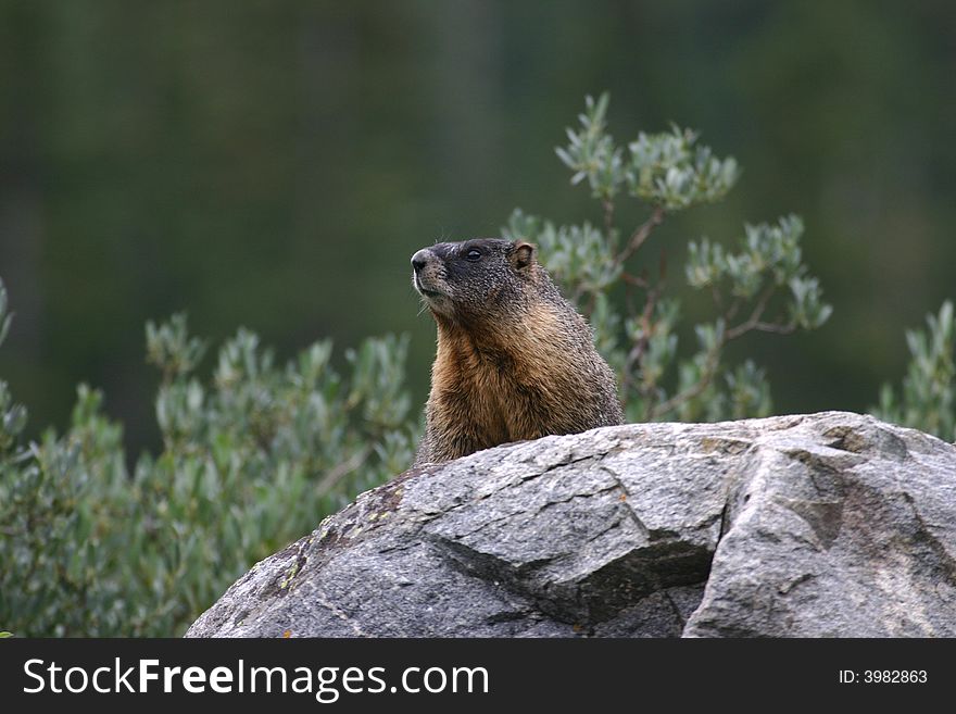 A yellow-bellied marmot sitting on a large boulder at St. Mary's Alice in Colorado. A yellow-bellied marmot sitting on a large boulder at St. Mary's Alice in Colorado