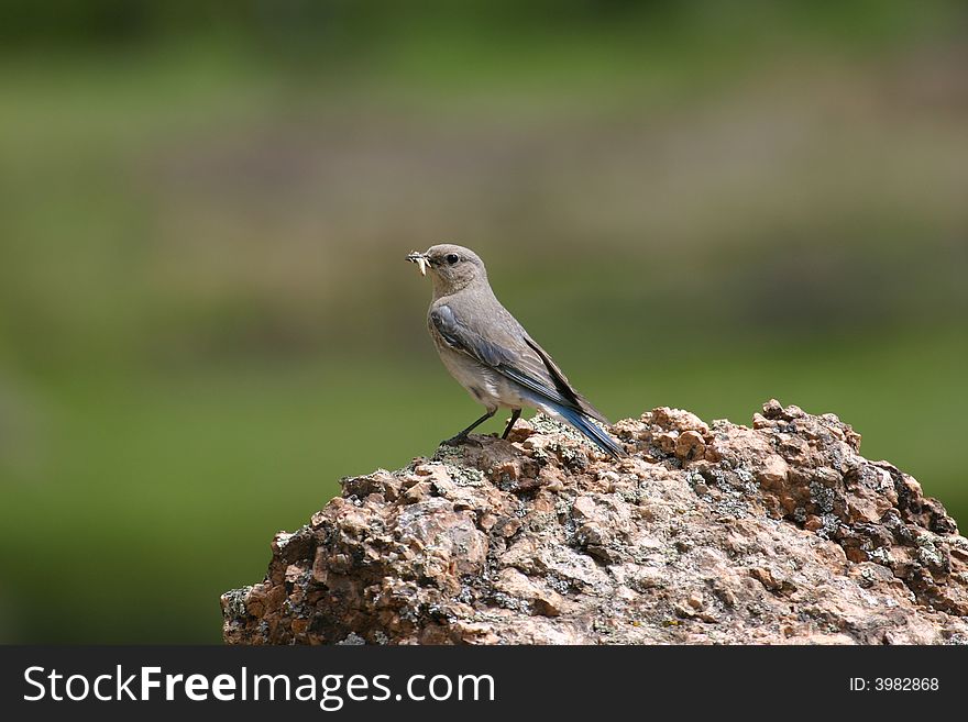 A female mountain bluebird perched on a rock with insect in mouth. A female mountain bluebird perched on a rock with insect in mouth