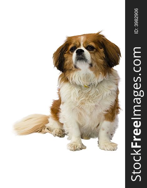 Cavalier King Charles on white background