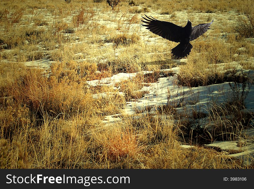 Warm afternoon light on a prairie field with a raven taking flight. Warm afternoon light on a prairie field with a raven taking flight.