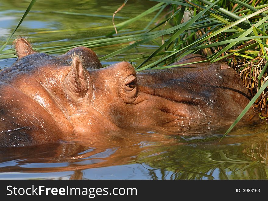 A hippo rests in the water and browses on vegetation. A hippo rests in the water and browses on vegetation.