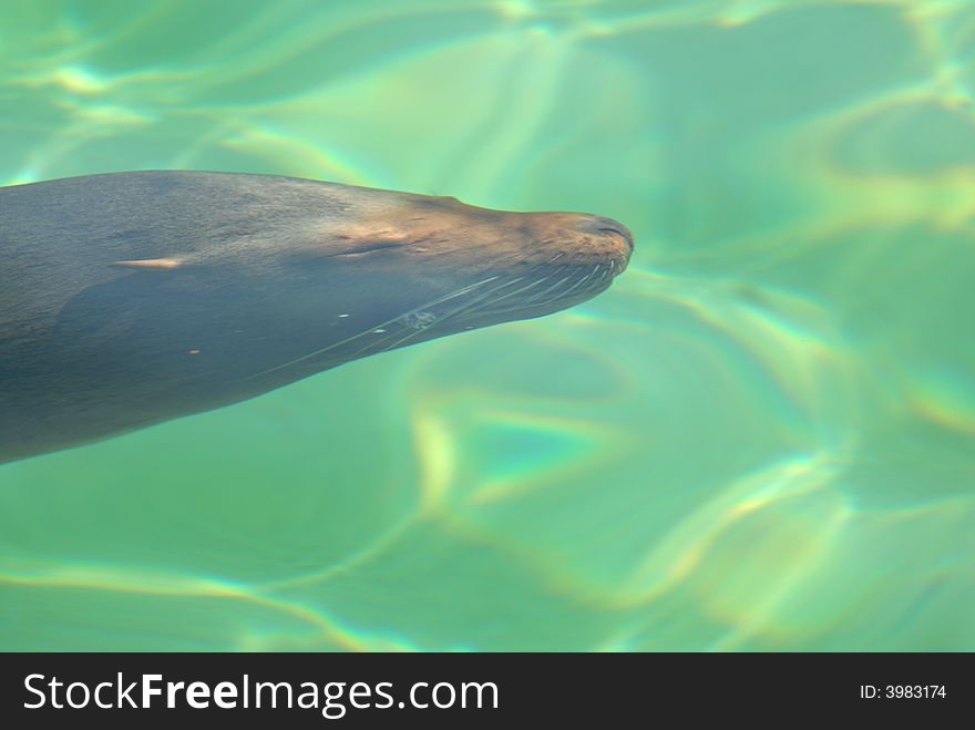 Sea Lion Under Water