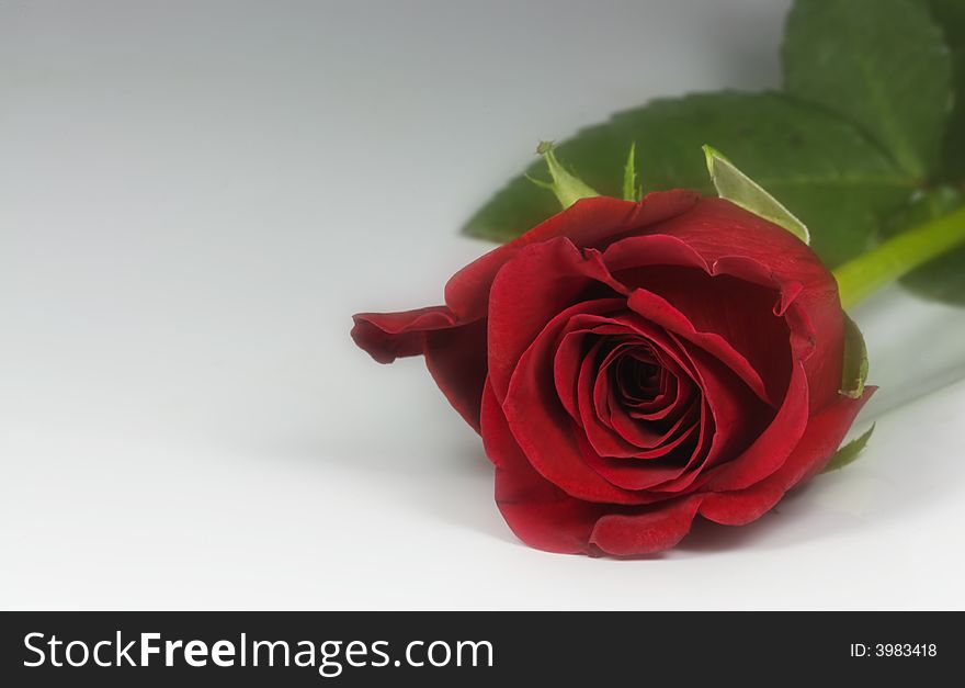 Valentine Rose 5