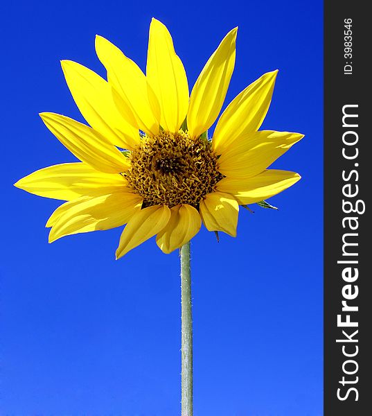 Portrait photo of sunflower with blue sky behind. Portrait photo of sunflower with blue sky behind