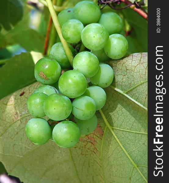 White grapes growing on vine. White grapes growing on vine.