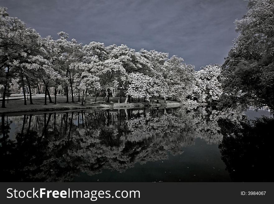 Infrared photo â€“ tree, landscape and lake in the parks