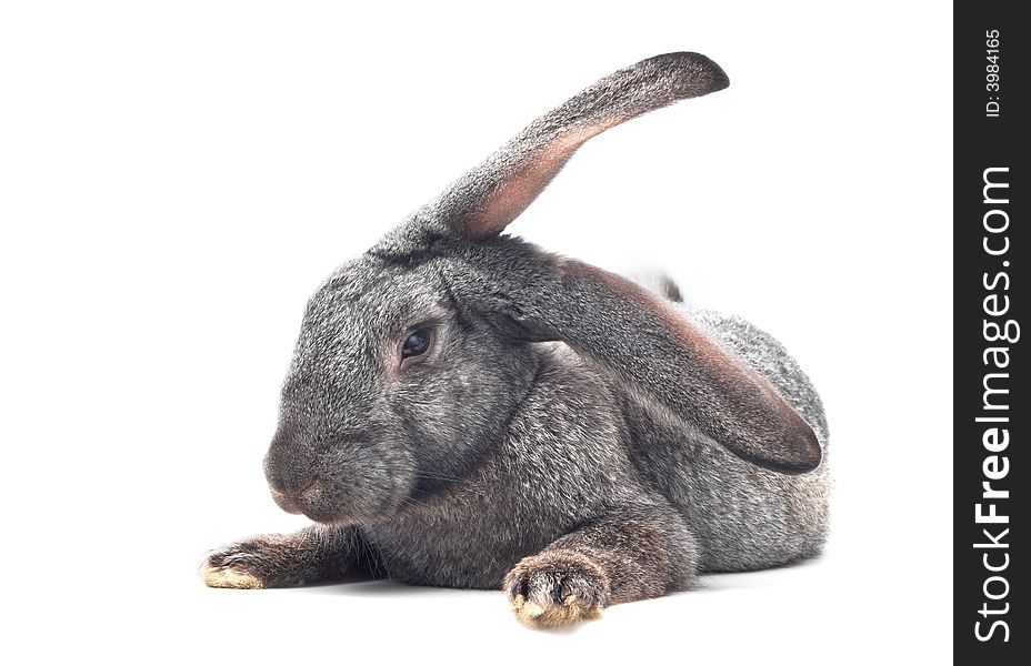 Close-up image of rabbit isolated on white. Close-up image of rabbit isolated on white