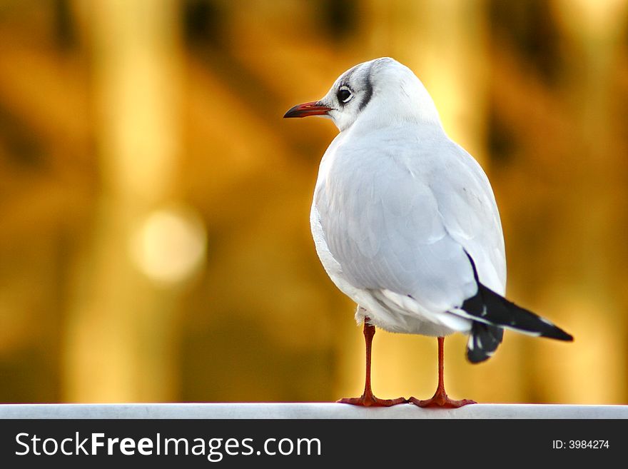 An image of a seagull with a golden background. An image of a seagull with a golden background