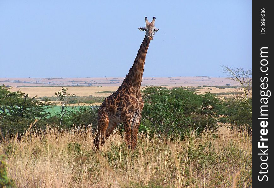 Masai giraffe in Masai Mara Park in Kenya. Giraffes can inhabit savannas, grasslands, or open woodlands. They prefer areas enriched with acacia growth.