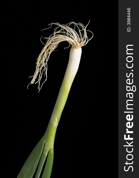 One hairy onion in front of black background