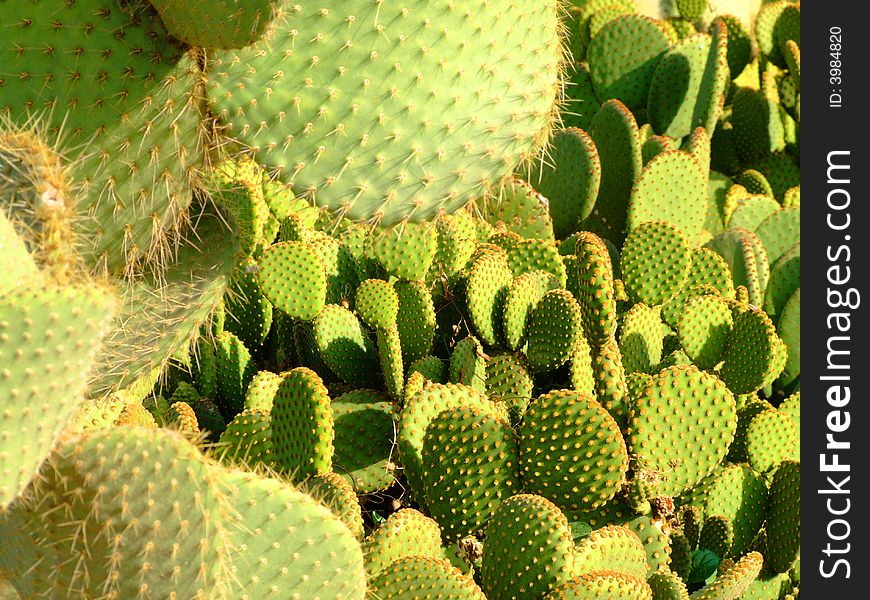 Cactus is an ornament plant