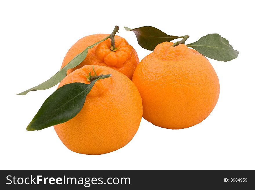 Three hallabongs (Korean orange) with green leaves