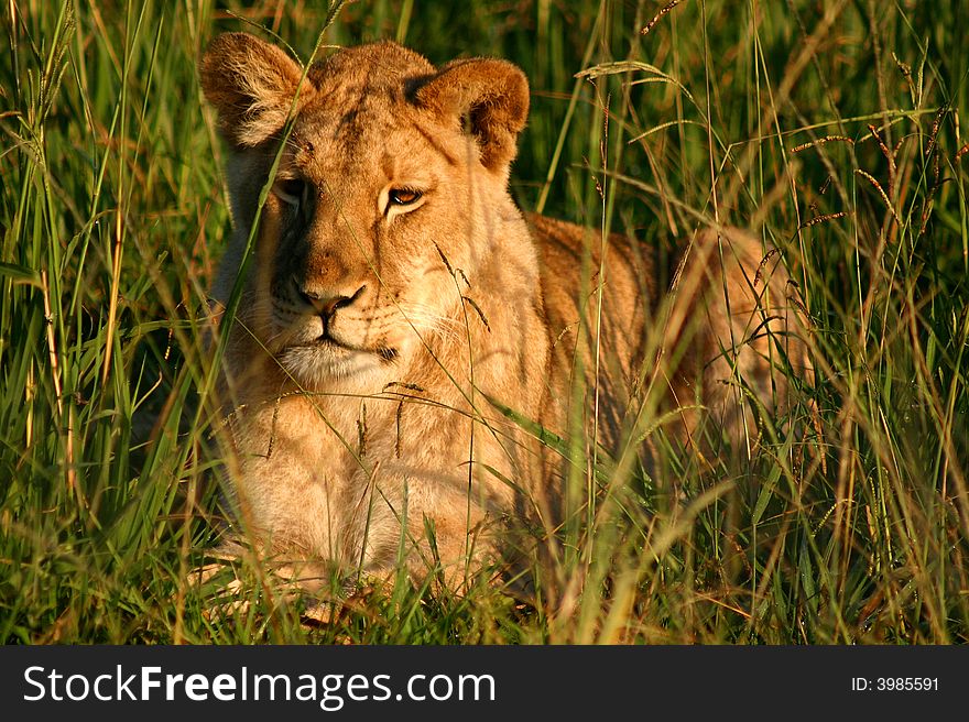 African female lion resting in the morning sun. African female lion resting in the morning sun