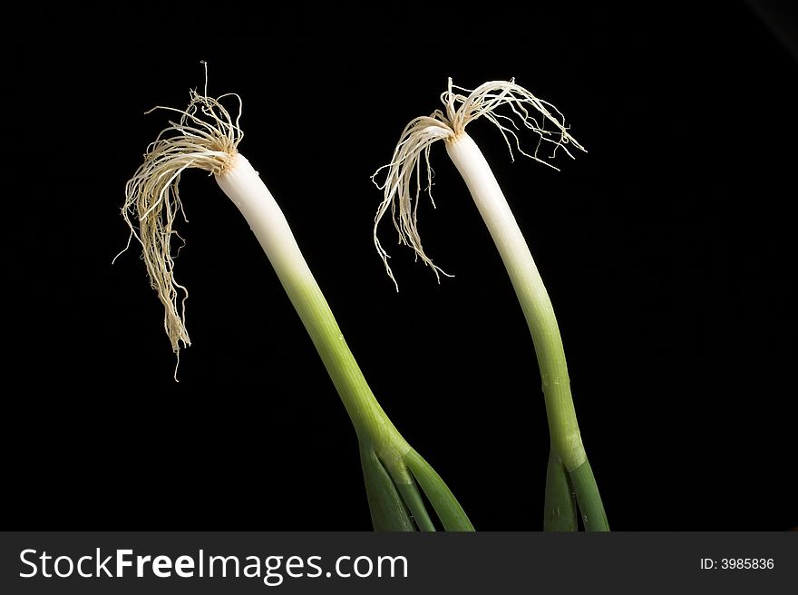 Two hairy onions in front of black background. Two hairy onions in front of black background
