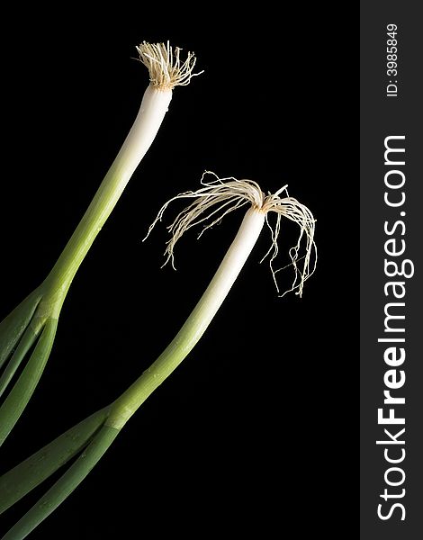 Two hairy onions in front of black background. Two hairy onions in front of black background