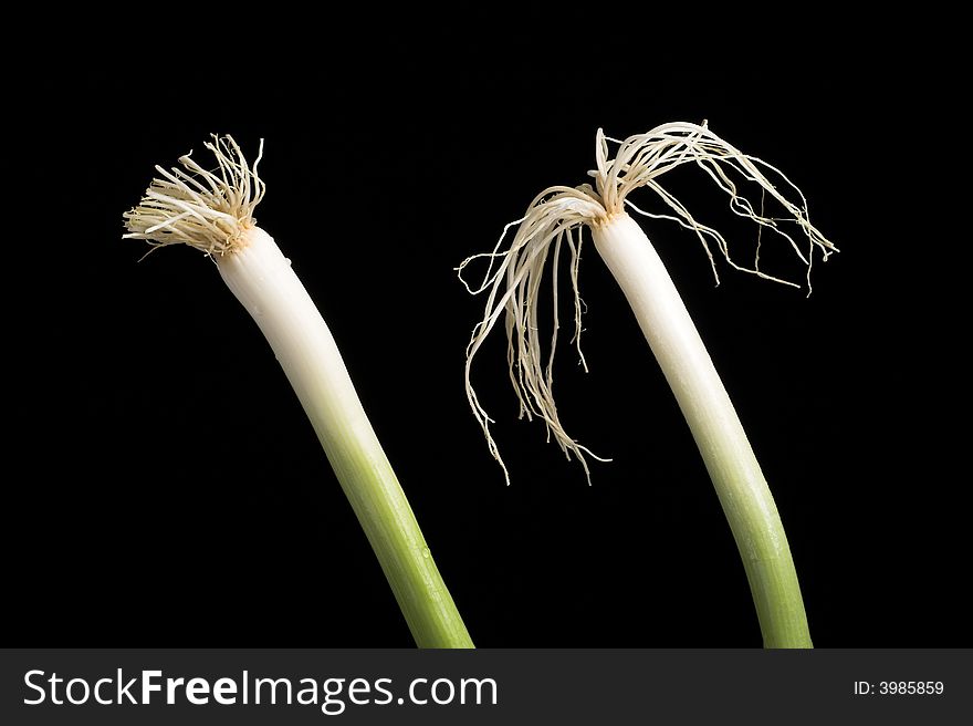Two hairy onions in front of black background. Two hairy onions in front of black background