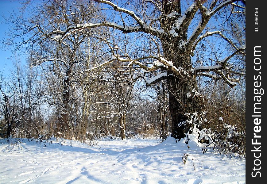 Winter  Trees