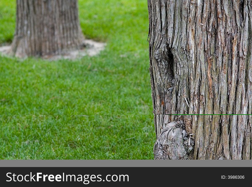 Two trees on the lawn