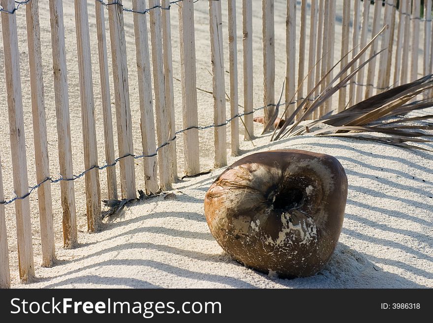 Lone Coconut in Sand against Fence Line. Lone Coconut in Sand against Fence Line