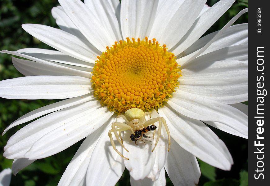 A spider on ox-eye daisy