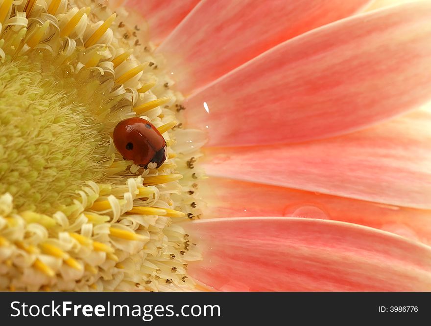 Small ladybird in the middle of the flower