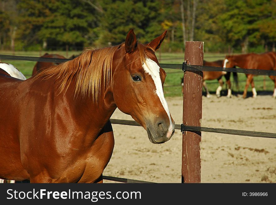 A picture of a horse at a stable in Indiana