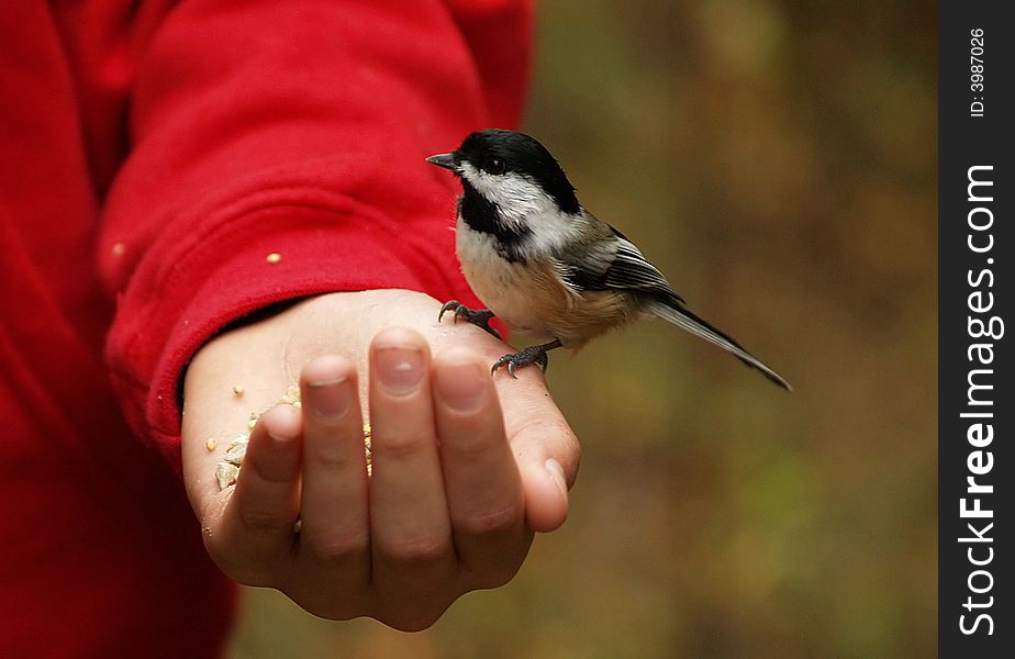 A chickadee takes seed from a child's hand. A chickadee takes seed from a child's hand.
