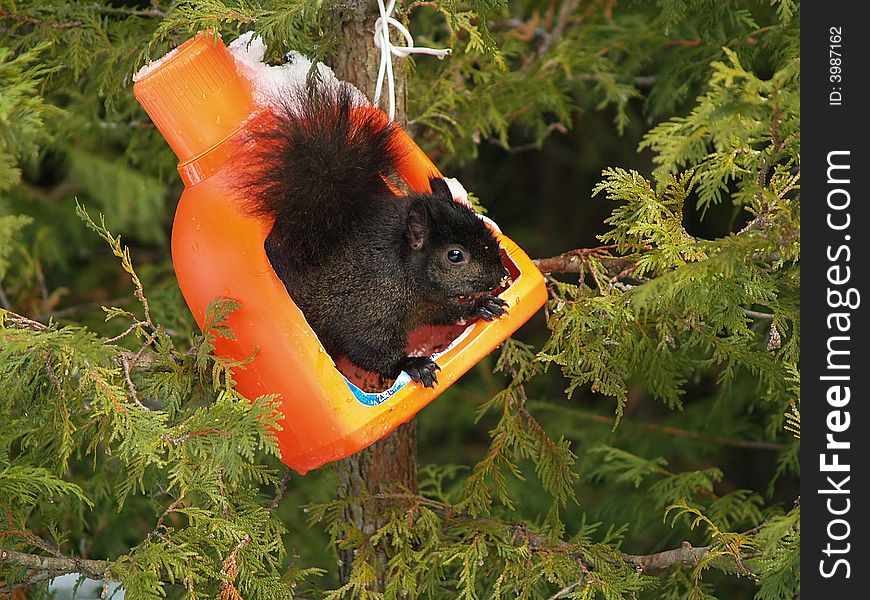 A fat squirrel raids a bird feeder made from a plastic bottle. A fat squirrel raids a bird feeder made from a plastic bottle.