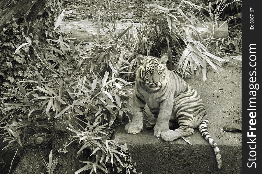 Tiger Cub sitting, sepia, zoo portrait