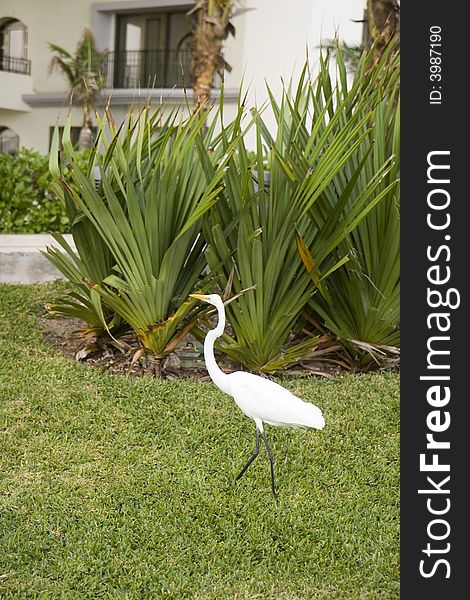 A white crane walking through the grass in the courtyard of a hotel. A white crane walking through the grass in the courtyard of a hotel