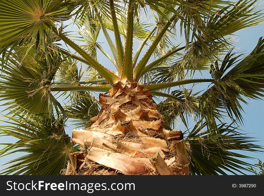 Palm tree seen from the bottom up