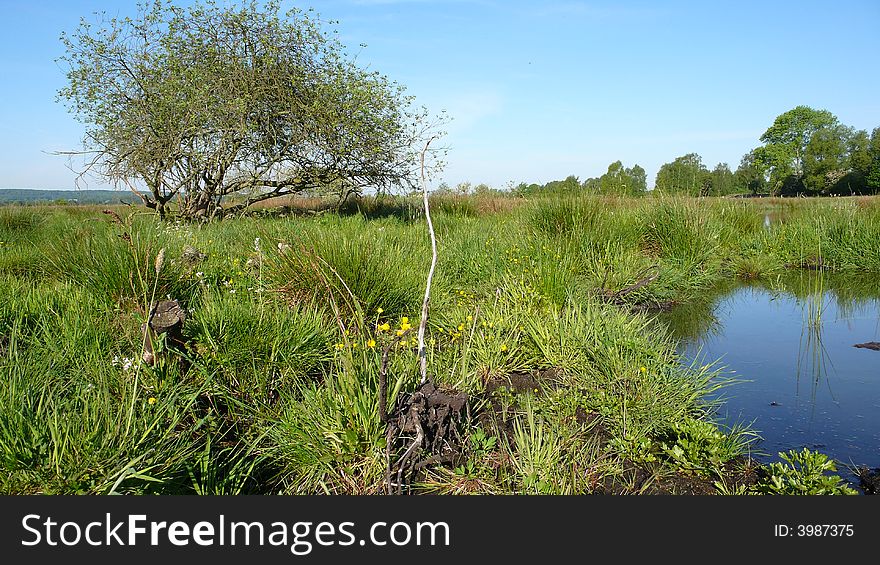 Swamp and a pond in Nothern Germany